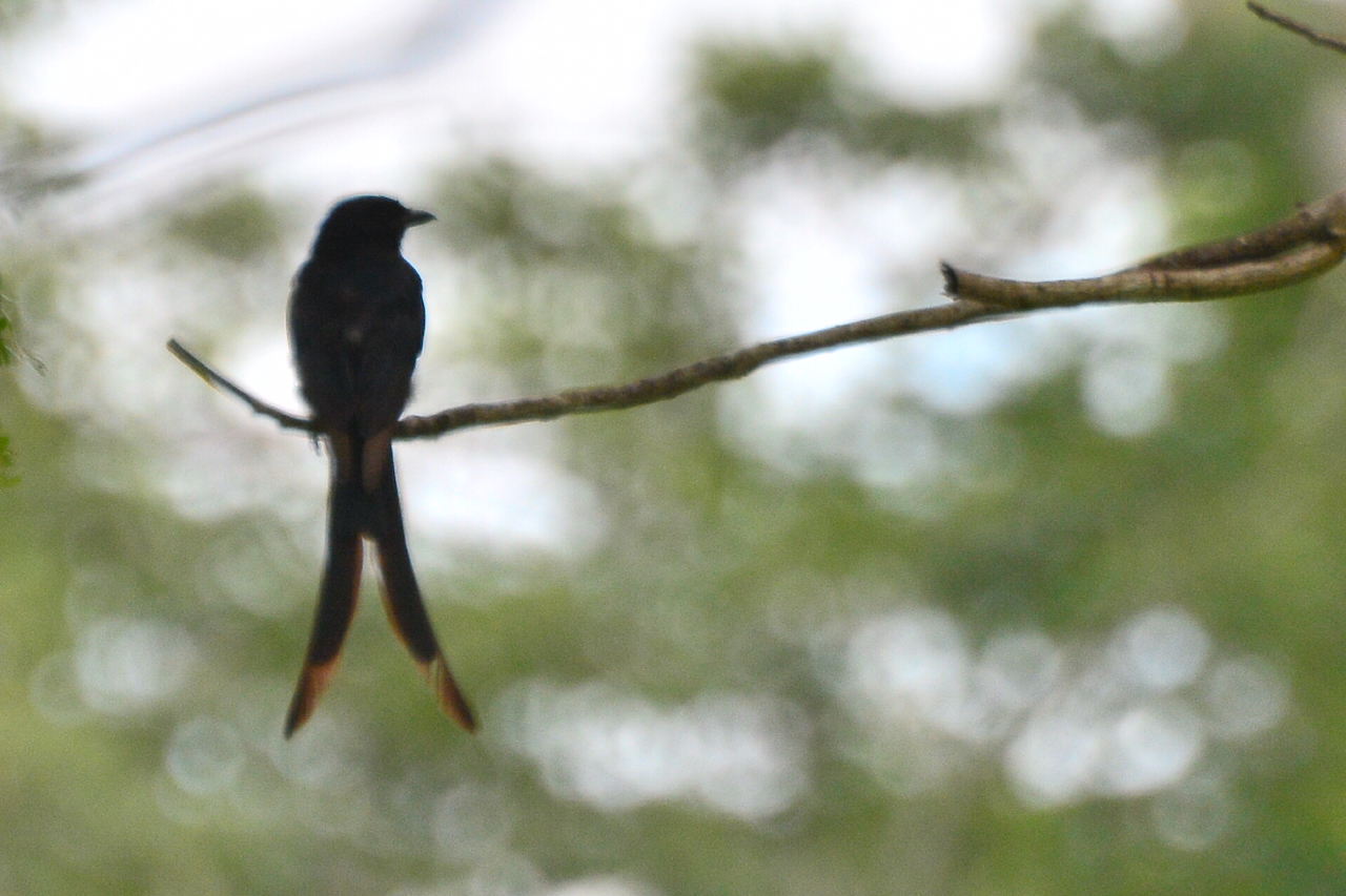 Dicrurus macrocercus Dicrurus macrocercus